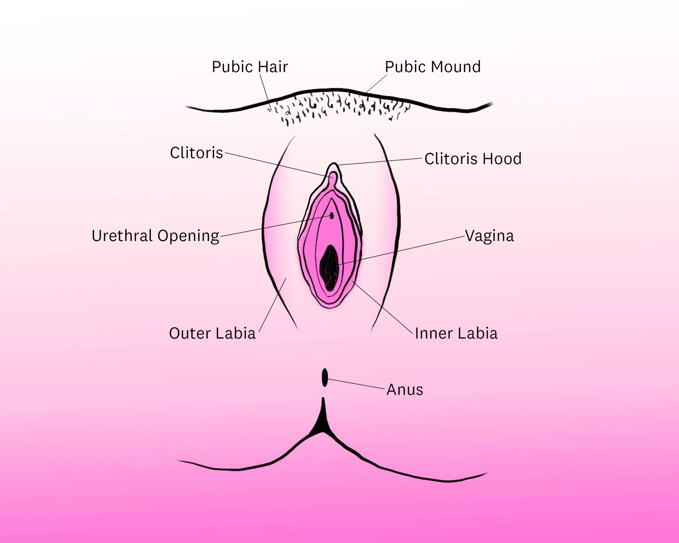 Stimulate Clitoris
